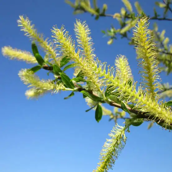 How Does White Willow Bark Extract Powder Help Reduce Inflammation?